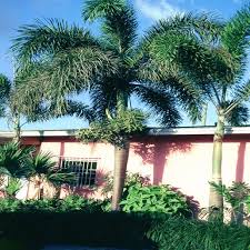 Image result for Wodyetia bifurcata