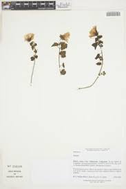 Image result for Pavonia clathrata