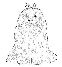 Coloriage Bichon Maltais Coloriages A Imprimer Gratuits