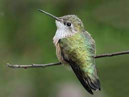 A young female rufous hummingbird hovers below some flowers in a vancouver garden. Similar Species To Rufous Hummingbird All About Birds Cornell Lab Of Ornithology