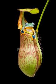 Indonesia is comprised by over 17,000 islands, and is located in a transitional zone between some of the world's largest flora and fauna habitat regions. Frog Sitting In A Tropical Pitcher Plant Indonesia Looking At Camera Animals In The Wild Stock Photo 462911820