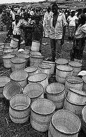 Image result for Hippocratea apocynoides