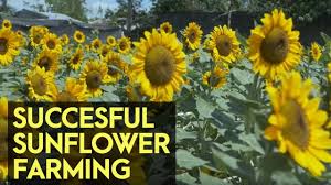 Seeds can be sown directly into the garden once the threat of frost has passed in the spring, or they can be started plant seeds in the garden 1 to 2 inches deep in a shallow trench spaced about 6 inches apart. Sunflower Farming In Candilaria Quezon What Makes Them Very Successful Youtube