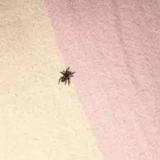 Erforderliche felder sind mit * markiert. Ist Das Eine Spinne Oder Nicht Bett