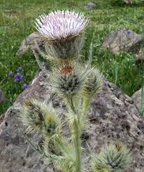 Image result for Cirsium