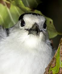 Image result for Vangueria cinerascens