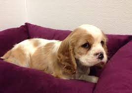 Petland Blog Cavalier King Charles Spaniel Cavalier King Charles King Charles