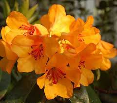 Anggrek sendiri diketahui sebagai tanaman hias yang populer dan dimanfaatkan bunganya. Bunga Rhododendron Asli Indonesia Alamendah S Blog