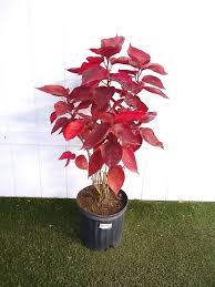 Image result for Acalypha nyasica