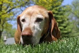 Therapists weigh in on the best way to support your loved one through grief. Pet Fbi Information Center For Lost And Found Pets