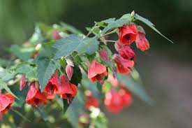 Image result for Abutilon rehmannii