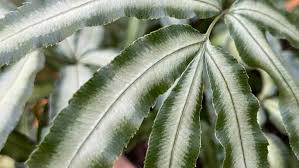 Image result for Pteris similis