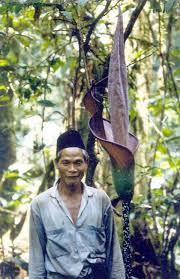 Image result for Amorphophallus