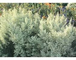 Image result for Artemisia afra