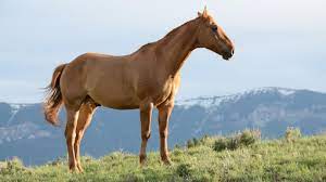 How Long Do Horses Live Average Horse Lifespan Horse Is Love