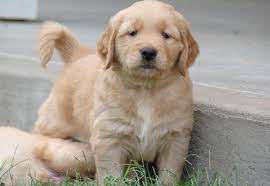 Autumn valley golden retriever rescue; Golden Retriever Puppy For Sale Adoption Rescue For Sale In Tulsa Oklahoma Classified Americanlisted Com