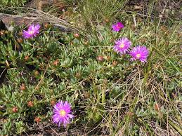 Image result for Lampranthus spp.