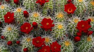Eve bruce, goldie hawn, hy chase and others. Red Cactus Flower Wallpapers Wallpaper Cave