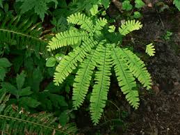 Aleutian maidenhair ‘Imbricatum’
