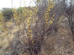Image result for Elephantorrhiza suffruticosa