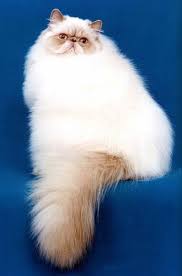His beautiful, flowing coat, sweet face and calm personality have combined to make him the most popular cat breed. Himalayan Colorpoint Persian Facts And Information Viovet