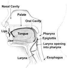 Each cavity is the continuation of one of the two nostrils. Nasal Cavity Wikipedia