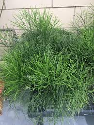 Image result for Psilotum nudum