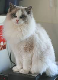 This means that their pigmentation is temperature sensitive, and develop best where it is cold on the body, that is, the face, ears, paws. Point Ragdolls