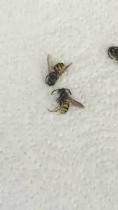 Gerade im sommer kann es vorkommen, das du plötzlich einen bienenschwarm in deinem garten findest. Bienen Oder Wespennest Im Dach Wespen Nest