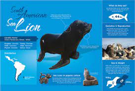 This Infographic Gives Basic Facts About Sea Lions Including Scientific Name Distribution Diet Gestation Reproduction Weigh Sea Lion Animal Groups Animals