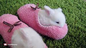We handpicked more than 3,000 cute rabbit pictures that will melt your heart. Baby Bunnies Doing The Cutest Things Ever Video Dailymotion