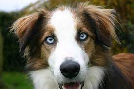 Blue Eyed Brown Border Collie Welsh Sheepdog Border Collie Dog Breeds