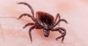 Killing ticks with tick spray. How To Kill And Prevent Ticks In Your Lawn