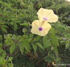 Image result for Ipomoea tuberculata