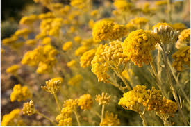 Image result for Helichrysum moorei