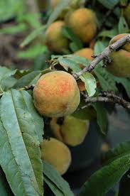 Maybe you would like to learn more about one of these? Bonfire Dwarf Ornamental Peach Prunus Persica Bonfire In Columbus Dublin Delaware Grove City Gahanna Bexley Ohio Oh At Oakland Nurseries Inc
