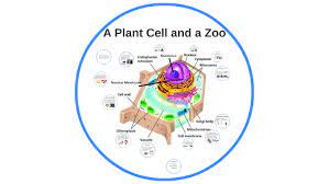 Animal cell compared to a zoo. A Zoo Analogy By Andrew Fischer
