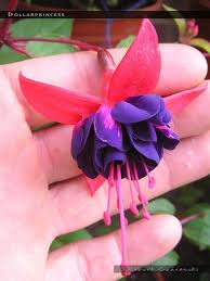 It is early flowering and a vigorous cultivar. Dollar Princess Fuchsiafinder