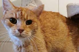 So ein katzenleben dauert durchaus auch 20 jahre. Tiere Suchen Ein Zuhause Katze Xena Sucht Ein Ruhiges Zuhause Ilmenau Insudthuringen