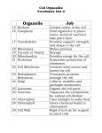 For additional animal and plant cell venn diagram cell organelles the animal cell animal cell vs. Animal And Plant Cells Worksheet