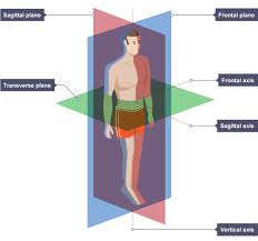 Learn About And Revise Movement Analysis With This Bbc Bitesize Gcse Pe Edexcel Study Guide In 2020 Physical Education Gcse Pe Gcse Revision