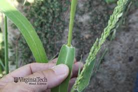 Image result for Urochloa deflexa