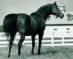 Citation A Photographic Tribute Slideshow Bloodhorse Com Horses Horse Racing Thoroughbred Horse
