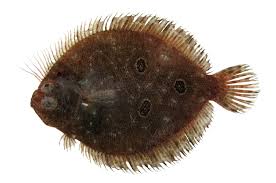 Image result for Pseudobromus