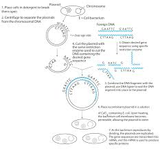 Start studying dna, proteins, and mutations. 17 5 Mutations And Genetic Diseases Chemistry Libretexts