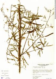 Image result for Aeschynomene sensitiva