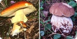 Atlante Dei Funghi