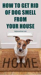 How To Get Rid Of Dog Smell From Your House Dog Smells Dog Odor Remover House Cleaning Tips