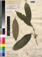 Image result for Pleiocarpa