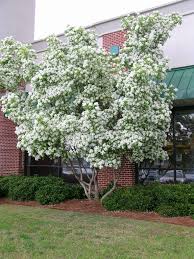 Image result for Chionanthus